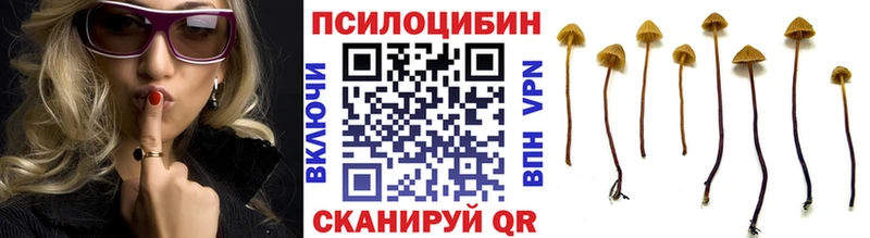 блэк спрут зеркало  Волгоград  Галлюциногенные грибы мицелий 